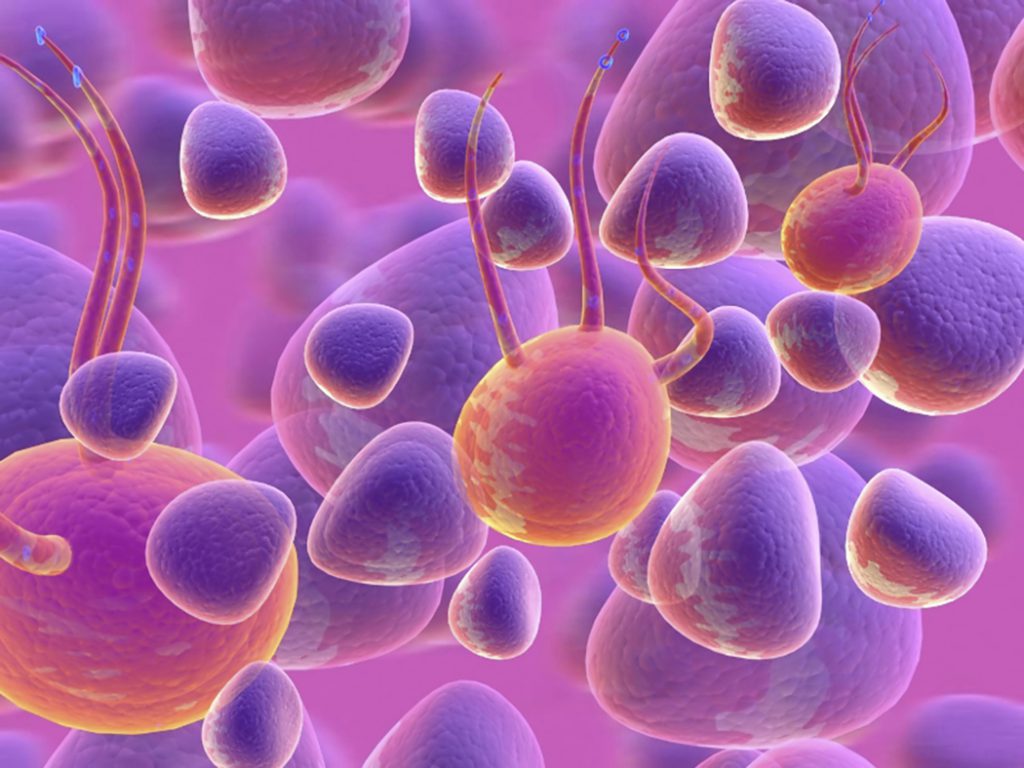 maticne celije